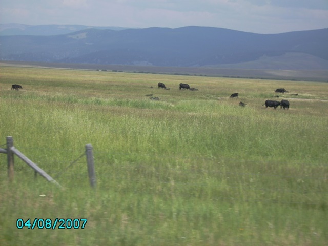 Rinder in Montana