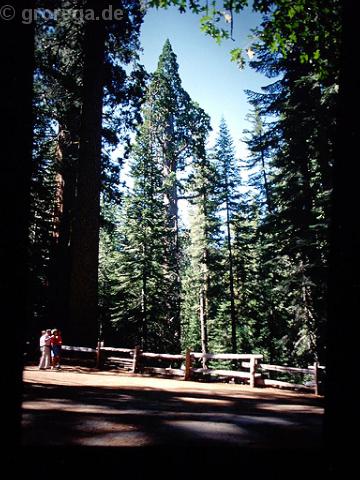 Sequoia2