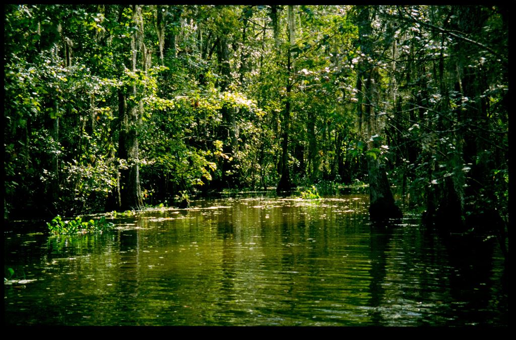 swamp8