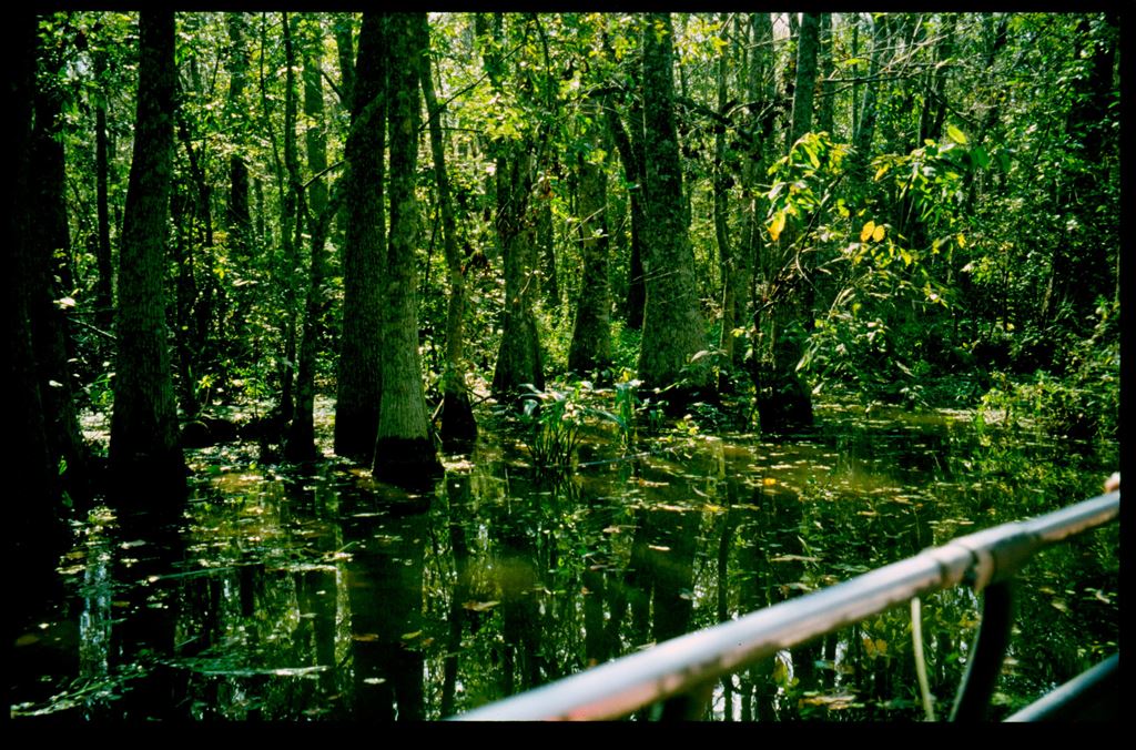 swamp9