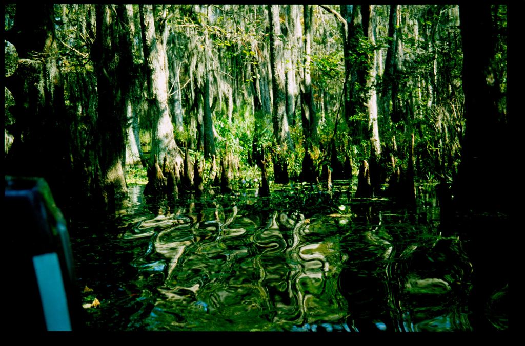 swamp11