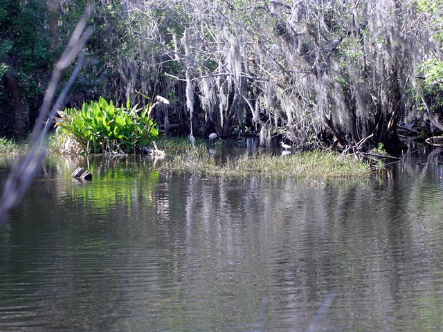 Swamp 1