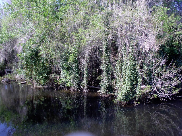 Swamp 3