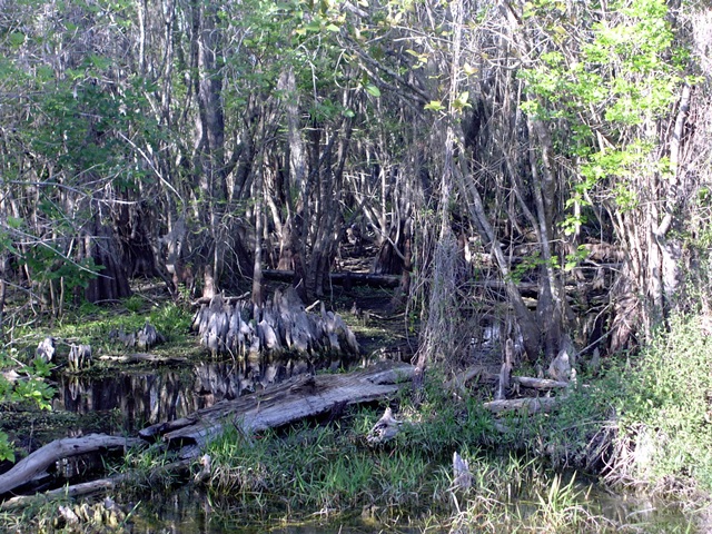 Swamp 4