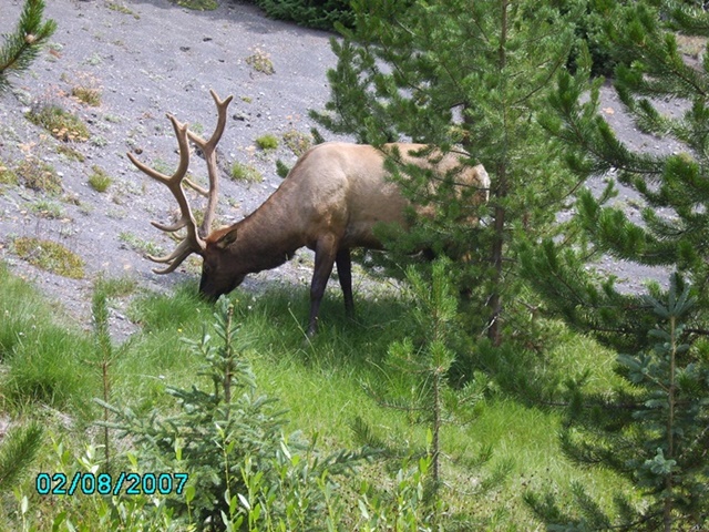 Wapiti Hirsch (Elk)